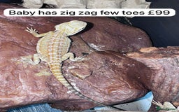 Gecko reptiles for sale: Lizards for sale - lots to choose from  in Nottingham - Image 14