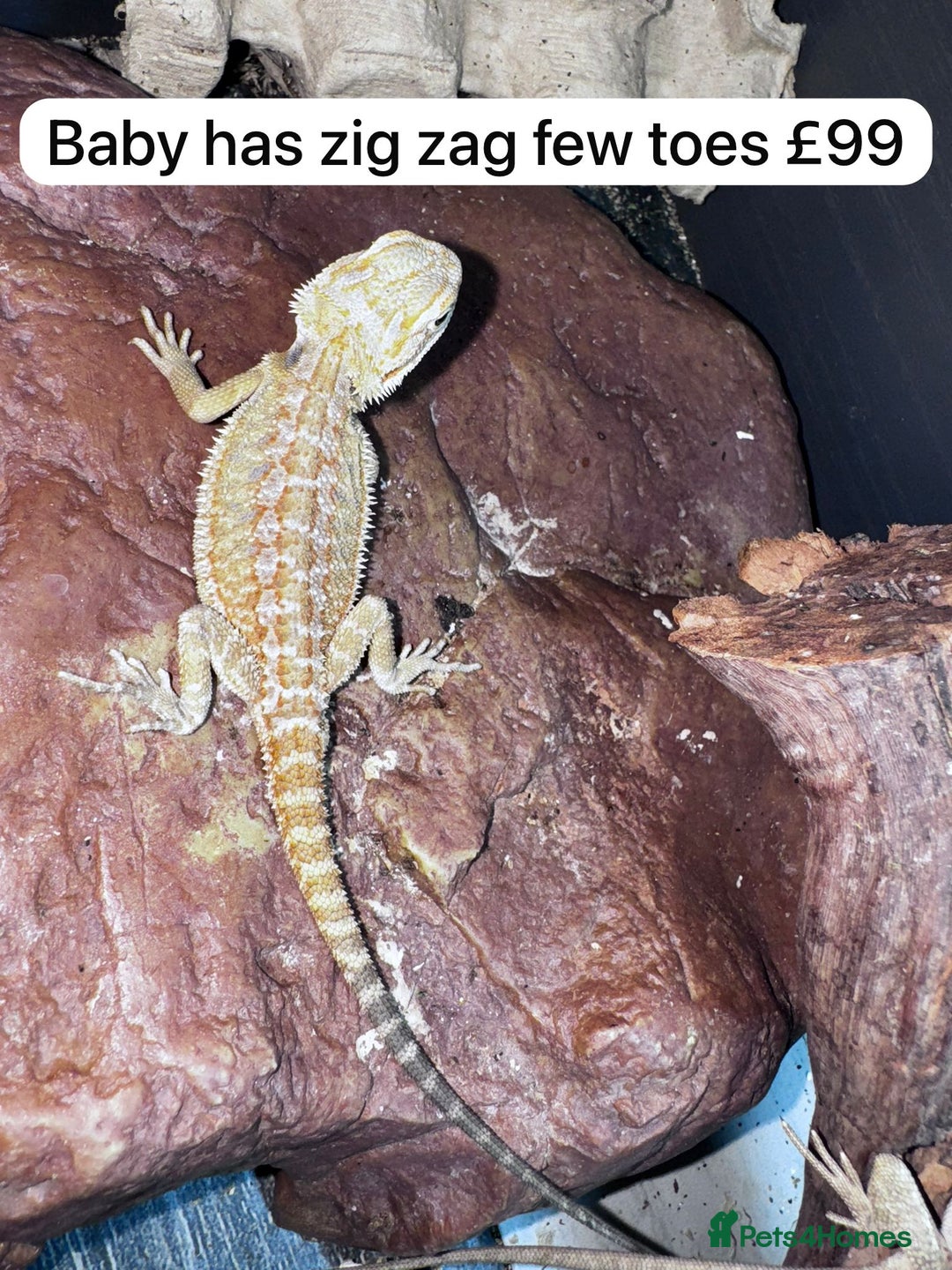 Gecko reptiles for sale: Lizards for sale - lots to choose from  in Nottingham - Image 14
