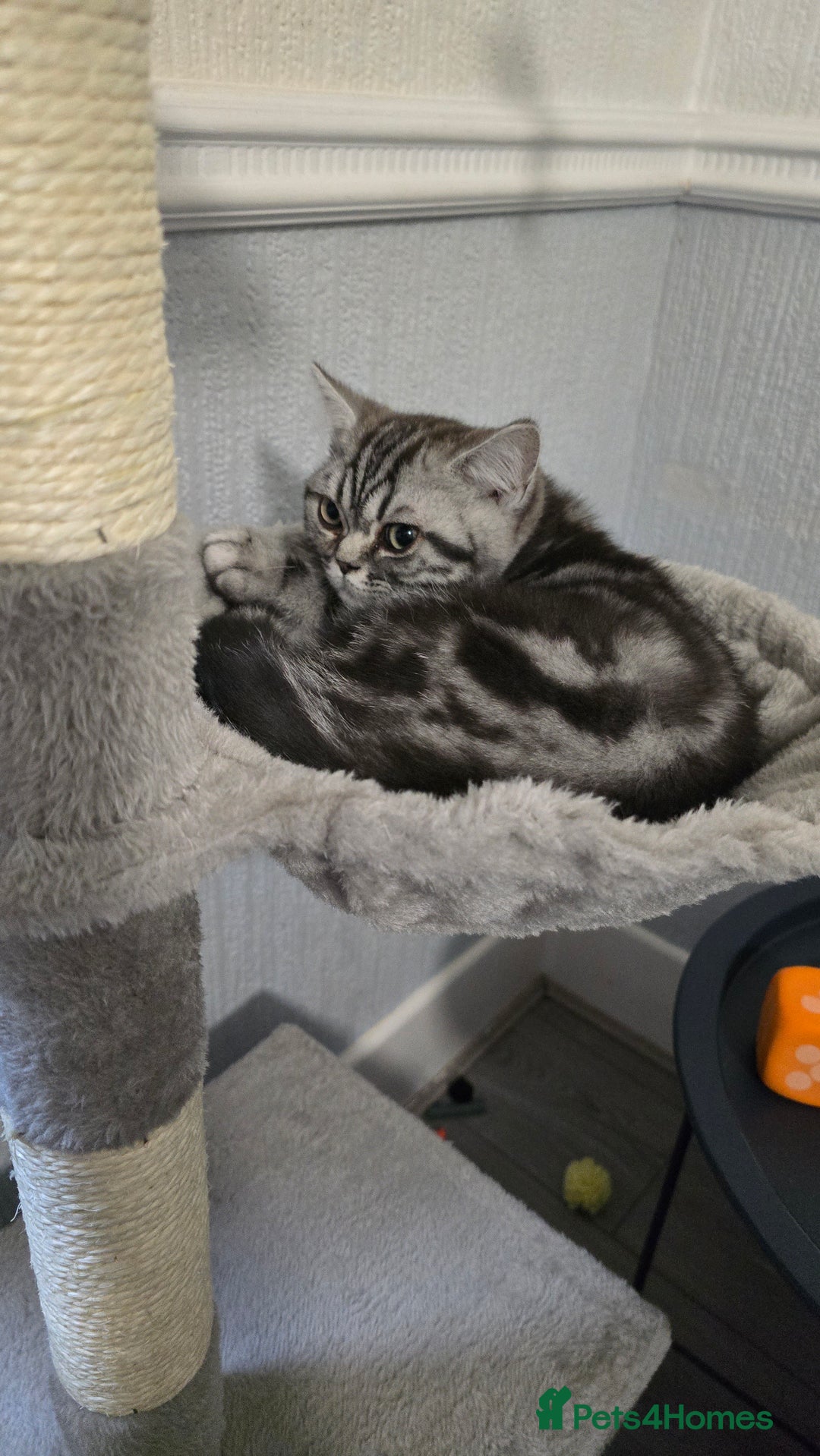 British Shorthair cats for sale: British Short Hair Silver Tabby - Advert 1