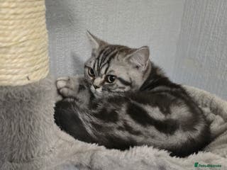 British Shorthair cats British Short Hair Silver Tabby - Advert 1