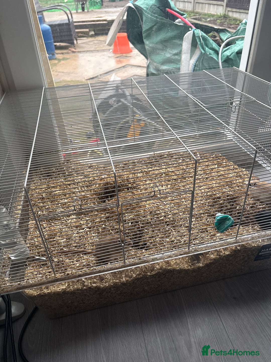 Gerbil rodents for sale: 4 female gerbils for sale - Advert 1