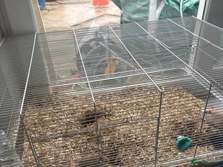 Gerbil rodents 4 female gerbils for sale - Advert 7
