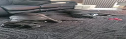 Cane Corso dogs for sale: 6 STUNNING FEMALE CANE CORSO PUPS in Motherwell - Advert 4