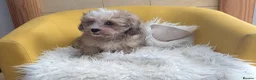 Mixed Breed dogs for sale: Adorable, dachshund/schnauzer/shichon x  in Margate - Advert 25