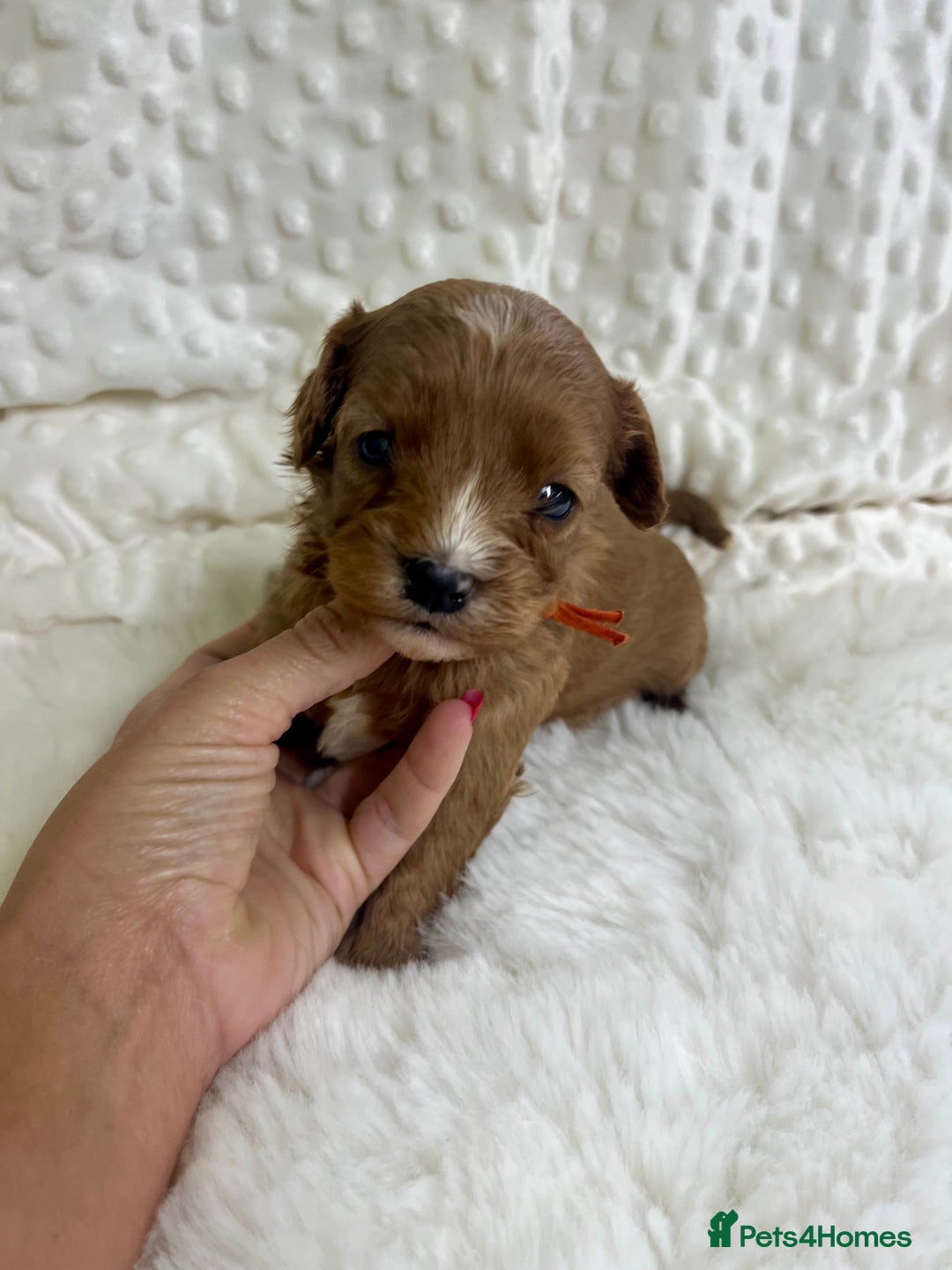 Cavapoo dogs for sale: Top Class Extensively tested F1b Toy Cavapoo pups - Image 17