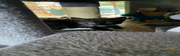 Mixed Breed cats for sale: Kittens looking for forever homes - Advert 20