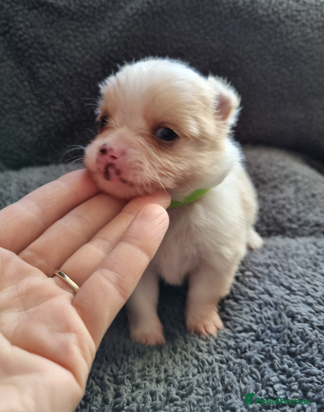 Pomchi dogs for sale: Adorable Pomchi Puppies - Viewings now welcome - Advert 10
