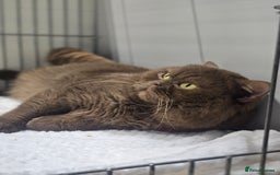 British Shorthair cats for stud: GCCF/TICA Cinnamon Stud in London - Image 4