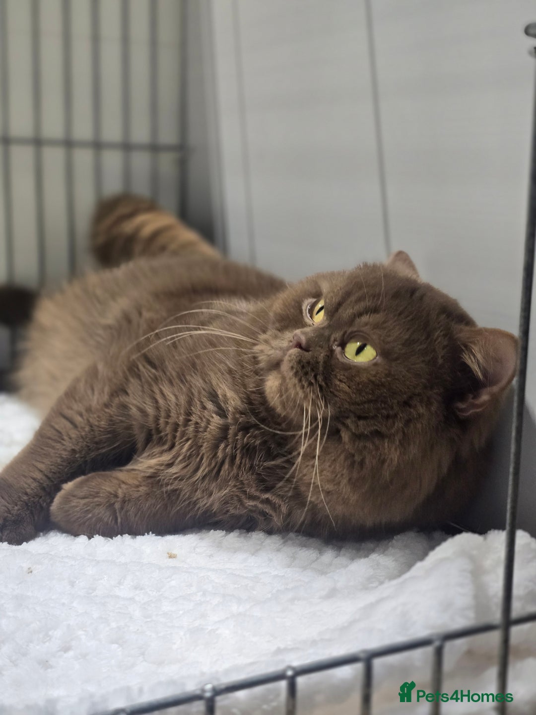 British Shorthair cats for stud: GCCF/TICA Cinnamon Stud in London - Image 4