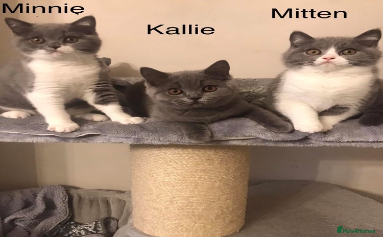British Shorthair cats - Advert 7