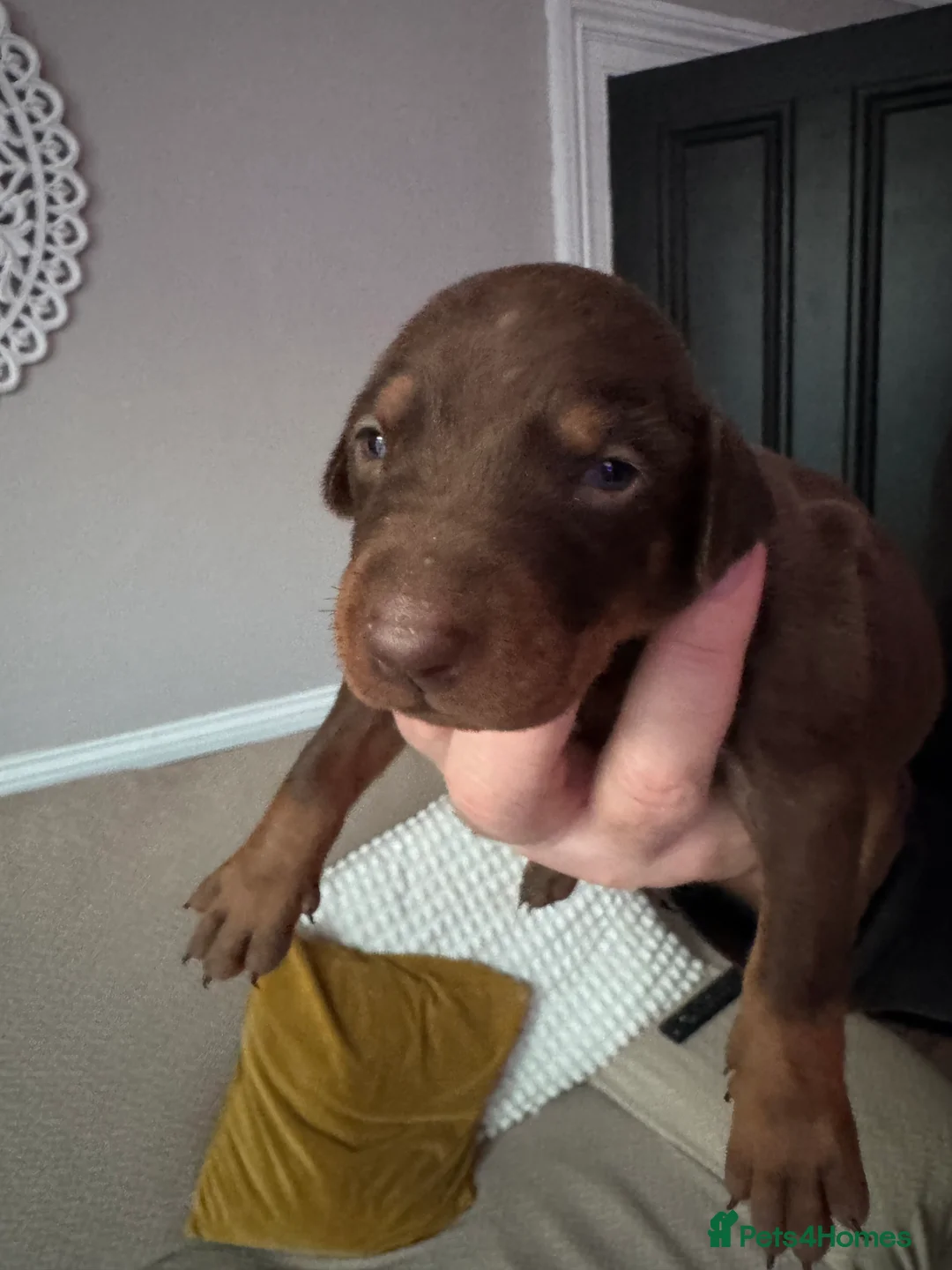 Dobermann dogs for sale: Beautiful Doberman puppies  - Advert 13