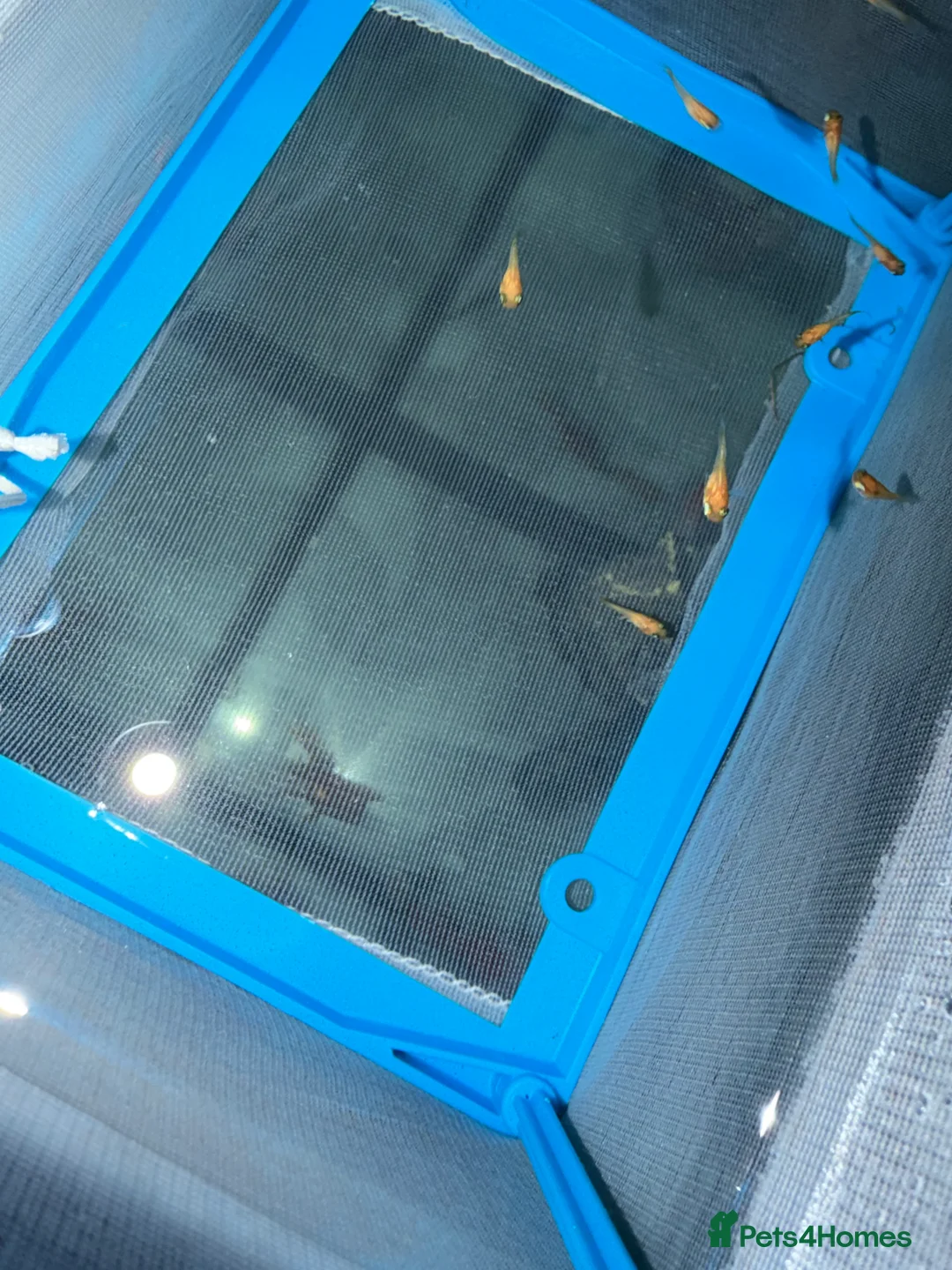 Budgerigars birds for sale: Budgies with cage toys and food also fish tank  - Advert 3