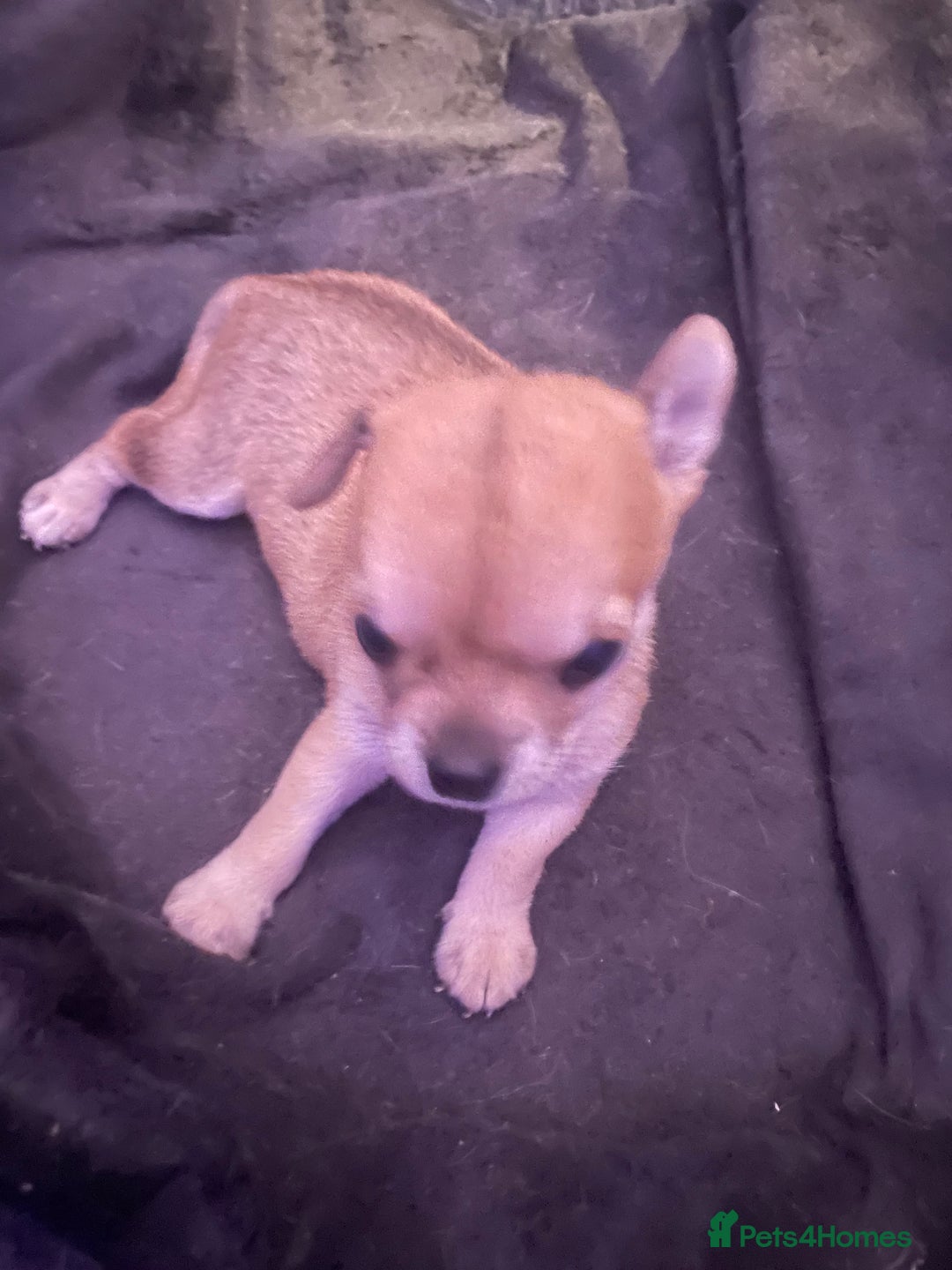 Chihuahua dogs for sale: Chihuahua puppy  - Advert 8