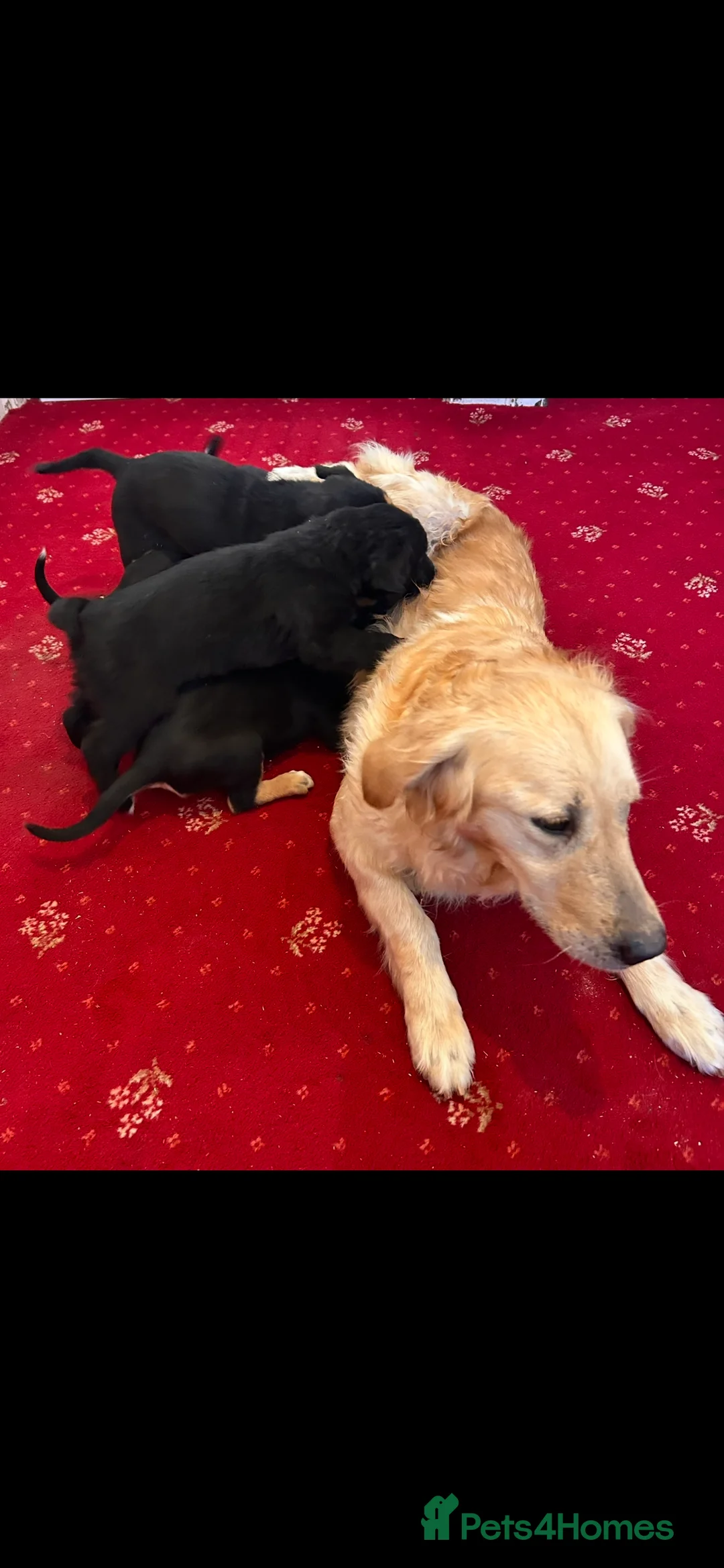 Mixed Breed dogs for sale: Border Collie x golden retriever  - Advert 2