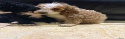 Cockapoo dogs for sale: F1  miniature Cockapoo’s  - Advert 11