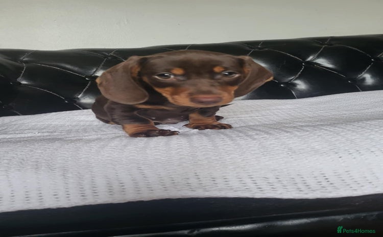 Dachshund dogs - Advert 3