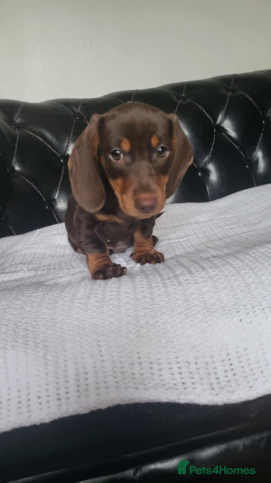 Dachshund dogs for sale: dachshund puppy for sale ! - Image 1