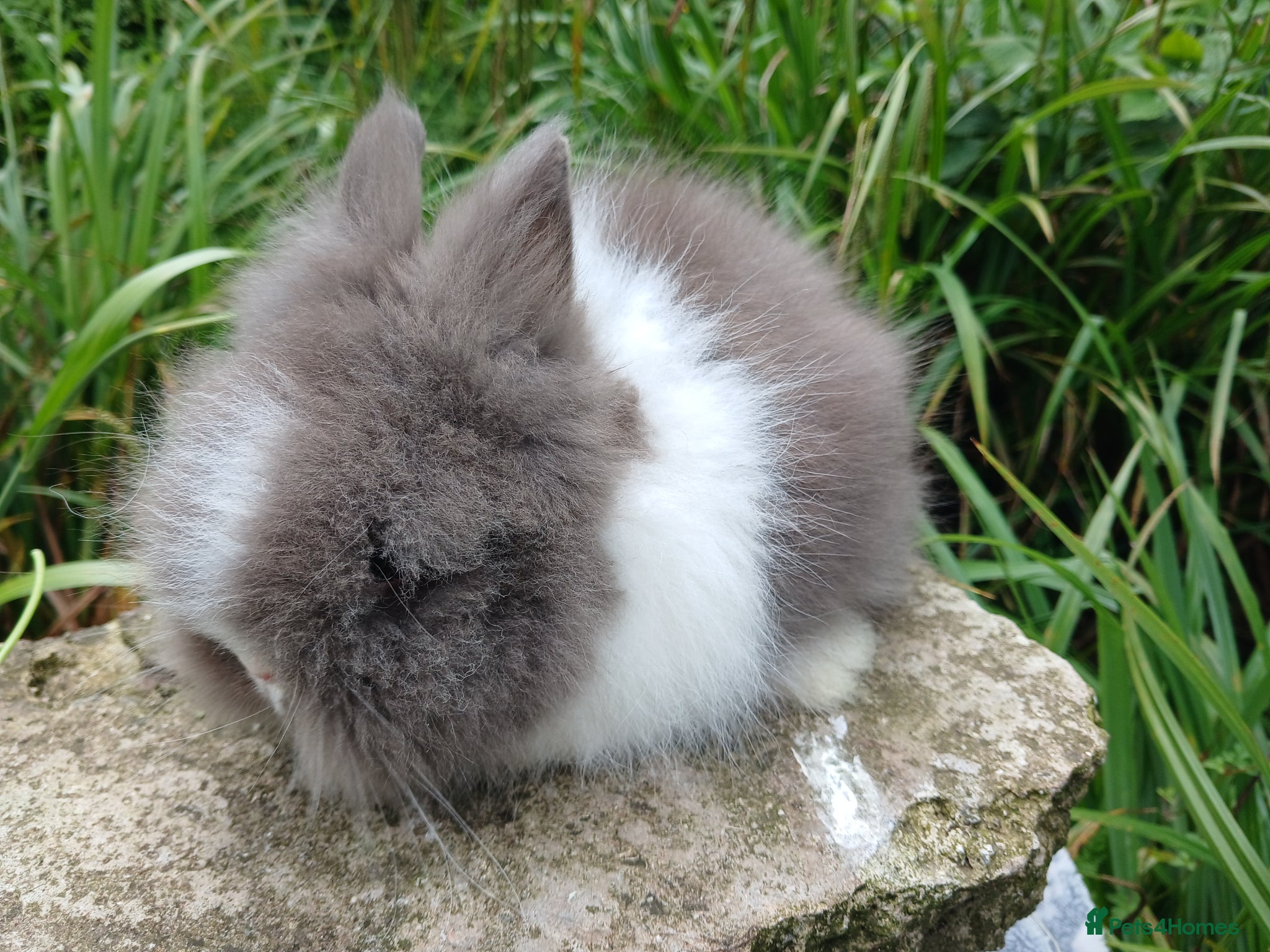 Lionhead rabbits for sale: Stunning DM Lionhead baby rabbits - Advert 3