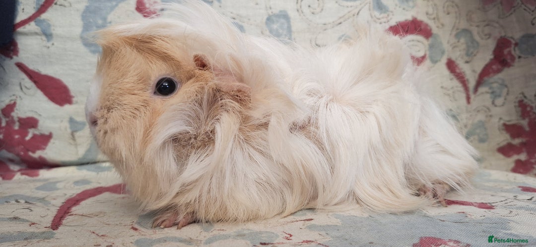 Guinea Pig rodents for sale: MEADOW SIDE CAVIES HEREFORDSHIRE  - Advert 6