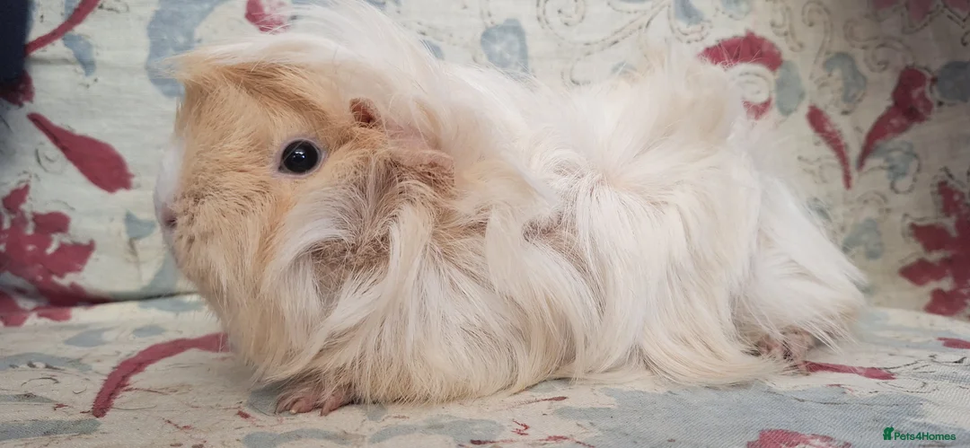 Guinea Pig rodents for sale: MEADOW SIDE CAVIES HEREFORDSHIRE  - Advert 6