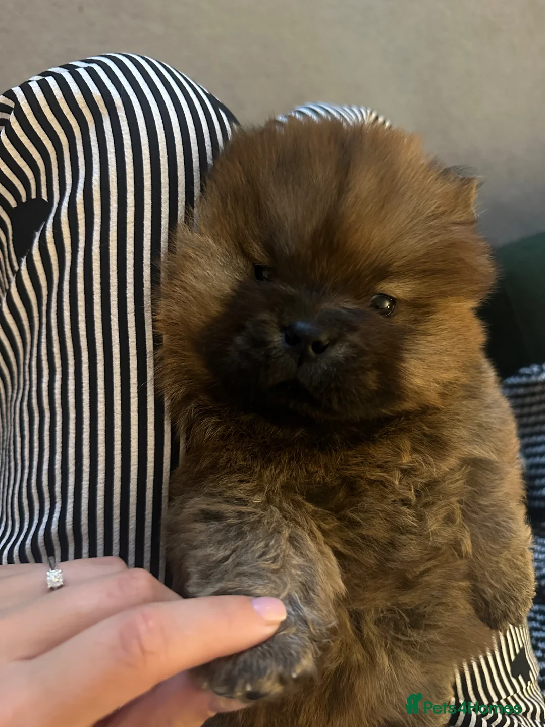 Chow Chow dogs for sale: KC Registered Chow Chow Puppies for Sale  - Advert 2