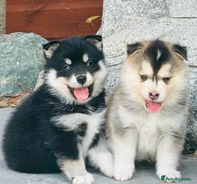 Pomsky dogs Stunning F3 Pomsky Puppies - Advert 2