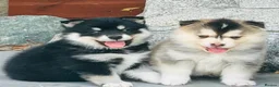 Pomsky dogs for sale: Stunning F3 Pomsky Puppies - Advert 22
