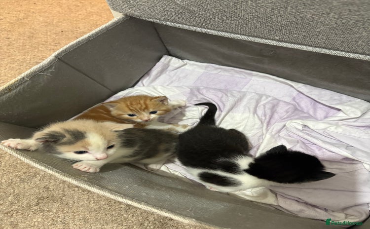 Mixed Breed cats - Advert 12