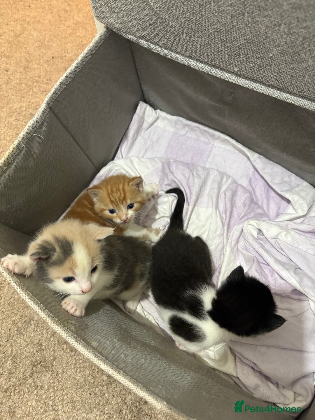 Mixed Breed cats for sale: Litter Of 3 Gorgeous Kittens For Sale please read  - Image 1