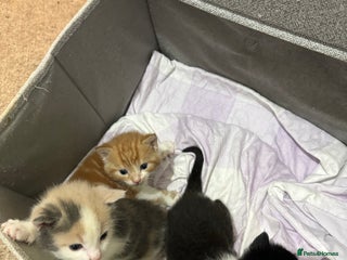 Mixed Breed cats for sale - Advert 1