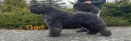 Bouvier Des Flandres dogs for sale: Bouvier des Flandres FCI/ZKwP in West Wickham - Advert 6