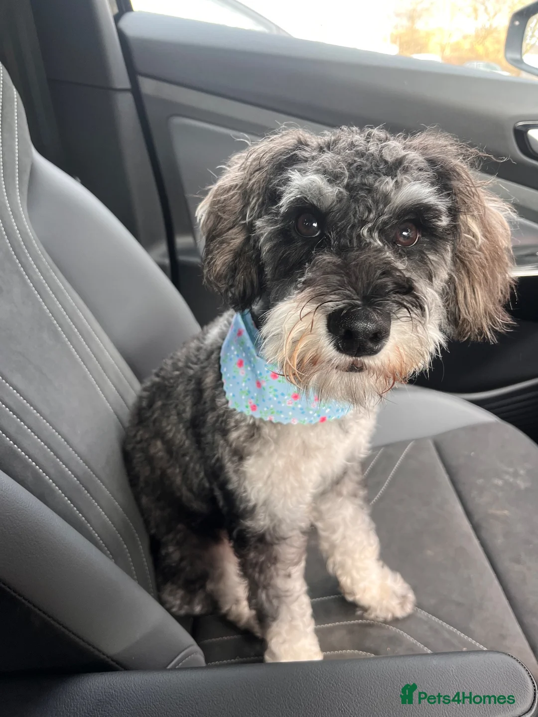 Schnoodle dogs for sale: 1 year old schnoodle girl for rehoming in Barnsley - Advert 7
