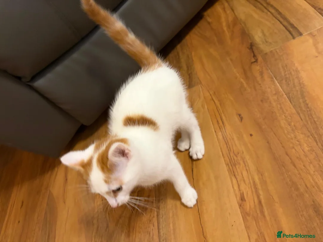 Domestic Shorthair cats for sale: Ginger and white  - Advert 2