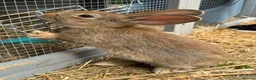Mixed Breed rabbits for sale: Rabbits looking for new home in Dunstable - Advert 2