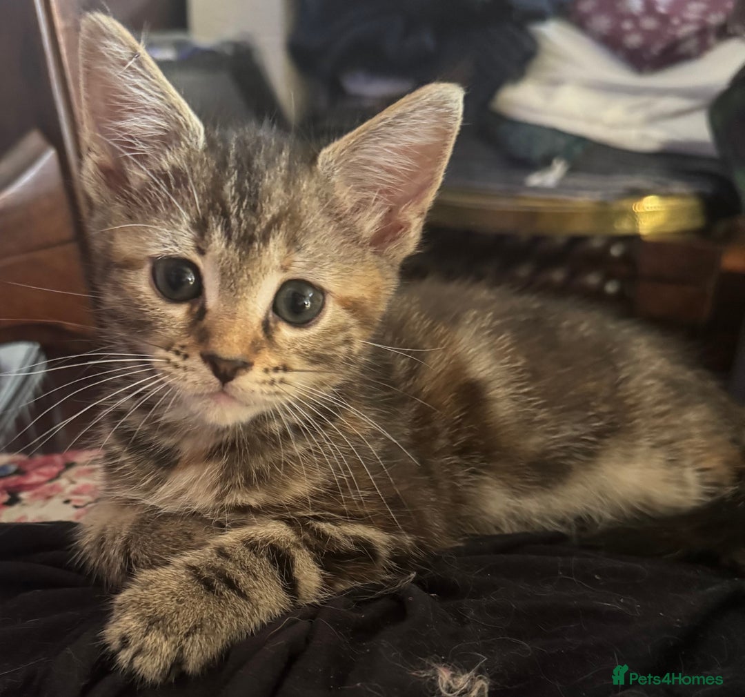 Maine Coon cats for sale: Maine Coon X  - Image 6