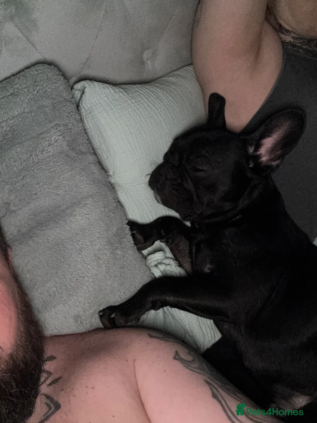 French Bulldog dogs for sale: French bulldog  in Bradford - Advert 5