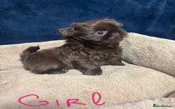 Shih Tzu dogs for sale: Imperial Shih Tzu Ready to leave - Image 3