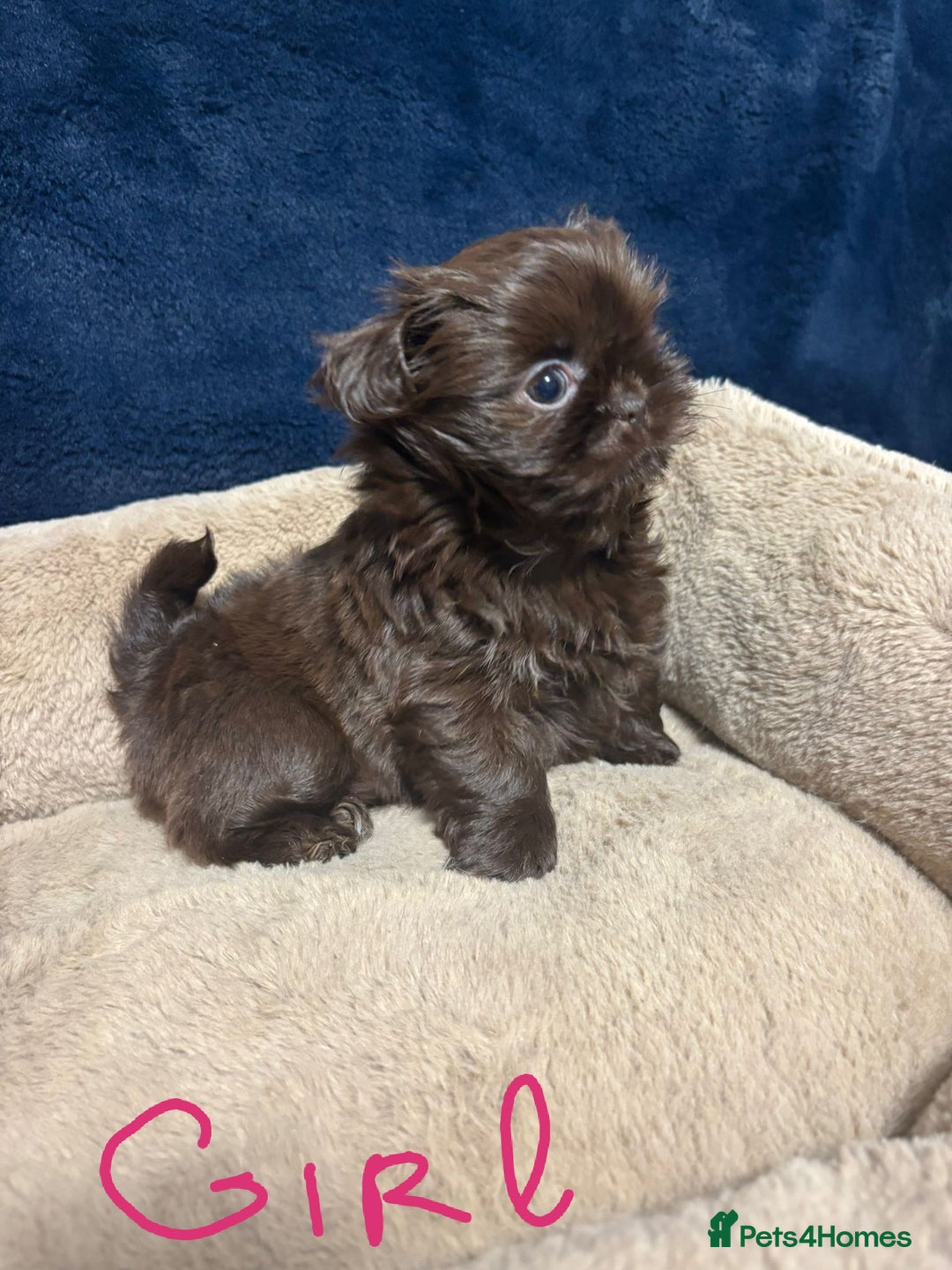 Shih Tzu dogs for sale: Imperial Shih Tzu Ready to leave - Image 3