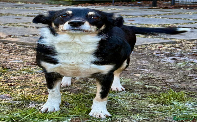 Border Collie dogs Agata: Left Behind, but Never Stopped Hoping - Advert 2