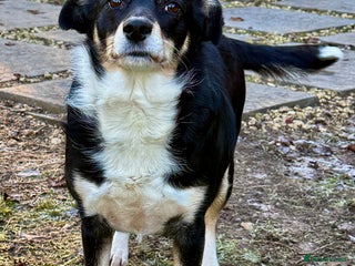 Border Collie dogs Agata: Left Behind, but Never Stopped Hoping - Advert 6