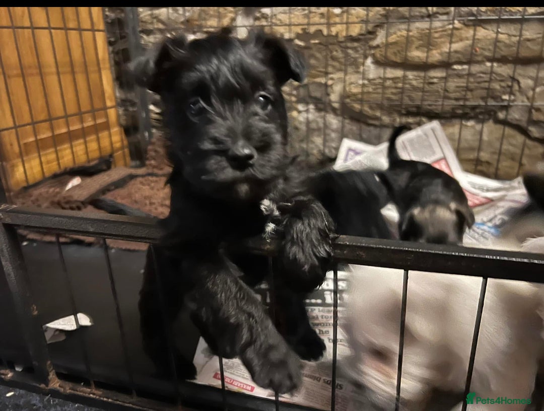 Miniature Schnauzer dogs for sale: Stunning Mini schnauzers kc reg puppies - Image 9