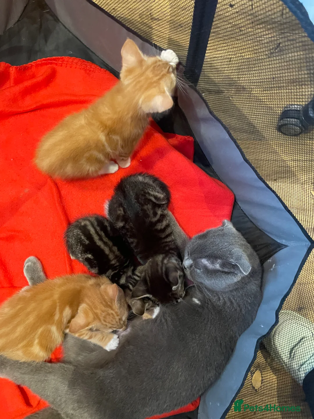 Mixed Breed cats for sale: Kittens ready now  in Reading - Advert 16