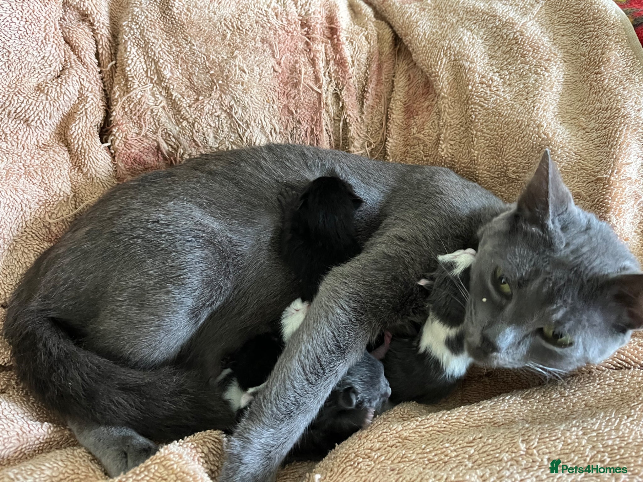 Mixed Breed cats Kittens for sale, farm bred, home reared - Advert 12