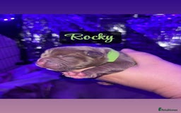 American Bully dogs for sale: Pocket bully puppy’s  - Image 5