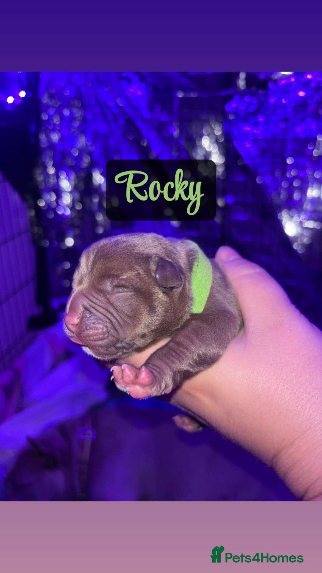 American Bully dogs for sale: Pocket bully puppy’s  - Image 5
