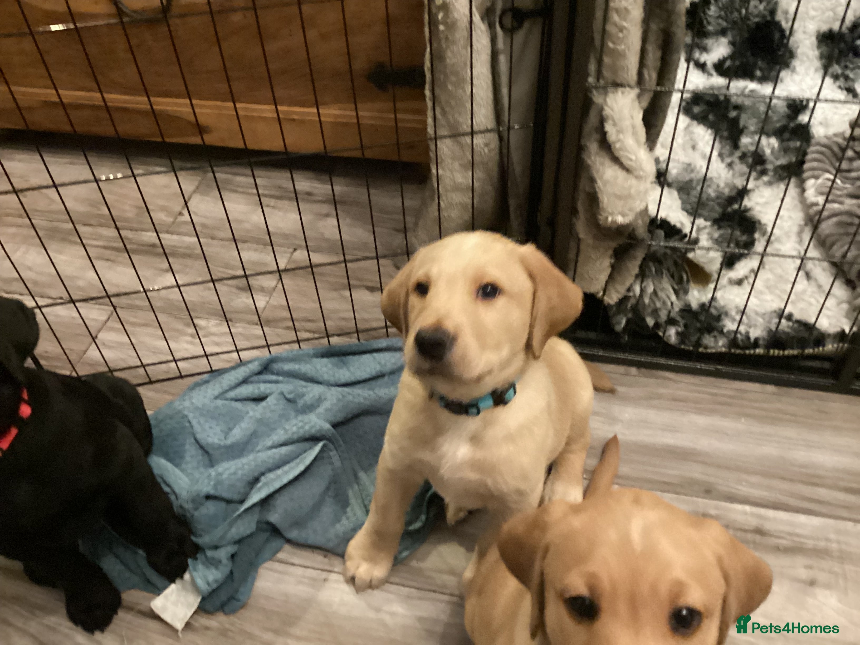 Labrador Retriever dogs LABRADOR PUPPIES  - Advert 12