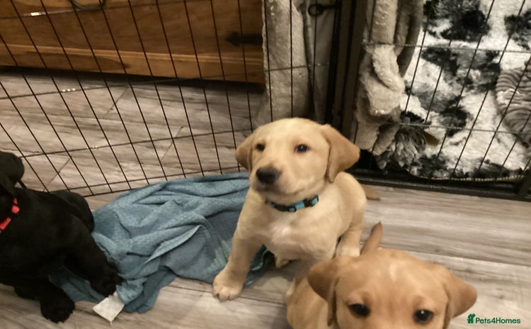 Labrador Retriever dogs - Advert 1