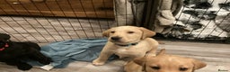 Labrador Retriever dogs for sale: LABRADOR PUPPIES  - Advert 1