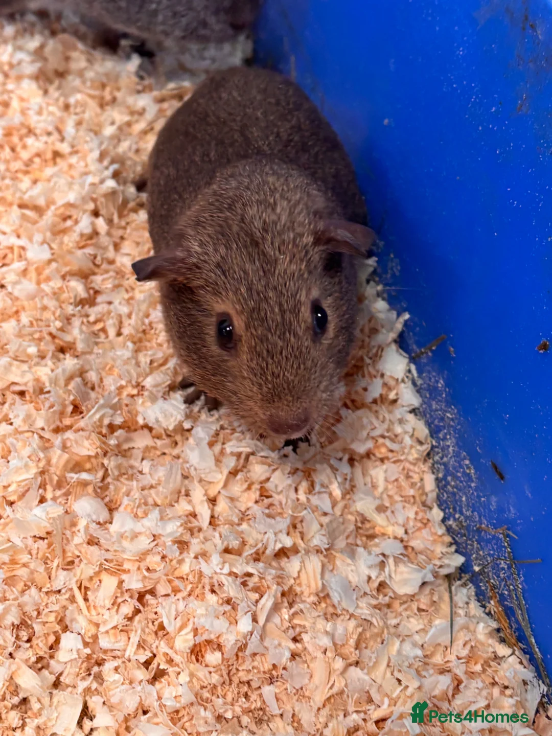 Guinea Pig rodents for sale: For sale in Radstock - Advert 2