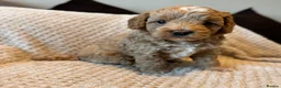 Cavapoo dogs for sale: 1 APRICOT BOY LEFT Beautiful F1B Cavapoo Puppies  - Advert 14